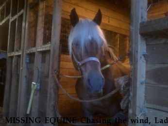 MISSING EQUINE Chasing the wind, Lady Junebug RECOVERED 8/26/18 Near Starrucca , PA, 18462